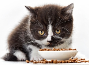 Kedi maması (5)