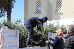 urlada-zeytin-seferberligi-20-mahalleye-fidan-destegi.jpg