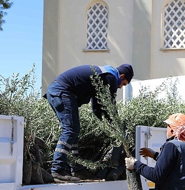 urlada-zeytin-seferberligi-20-mahalleye-fidan-destegi.jpg